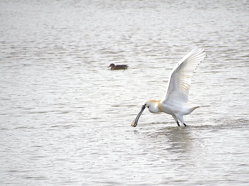 白琵鹭(Platalea leucorodia)