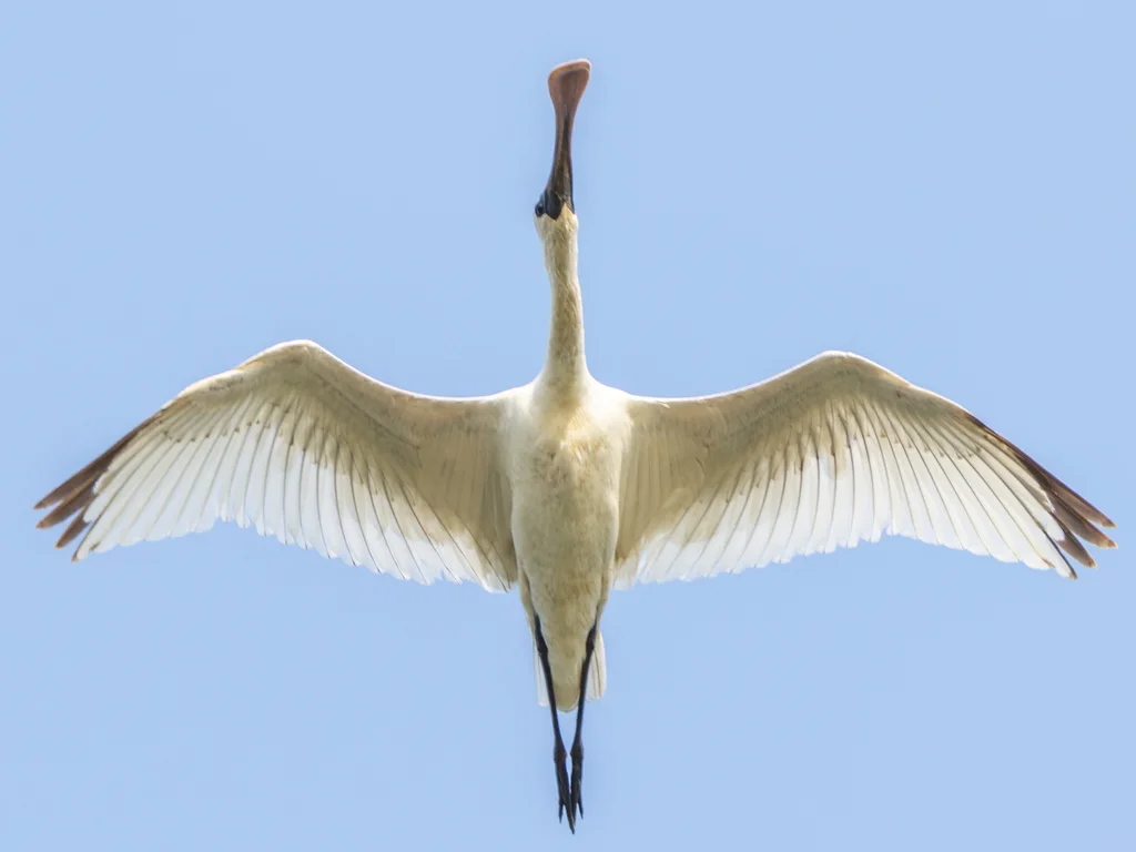 黑脸琵鹭(Platalea minor)