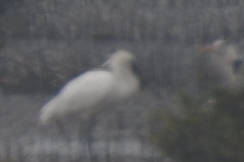 黑脸琵鹭(Platalea minor)