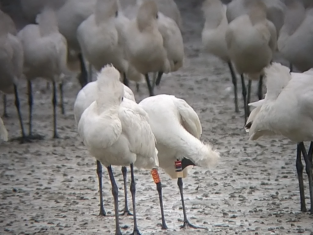 黑脸琵鹭(Platalea minor)