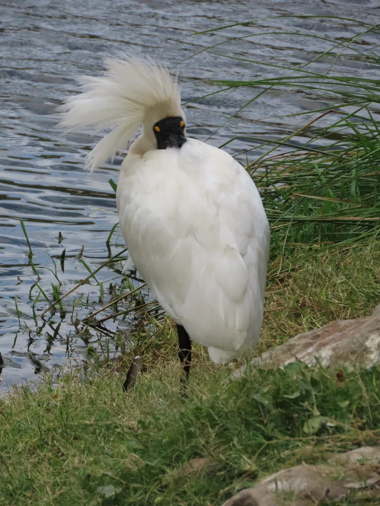 澳洲琵鹭(Platalea regia)