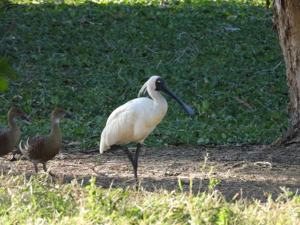 澳洲琵鹭(Platalea regia)