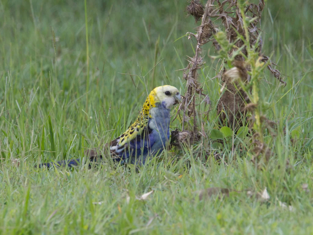 淡头玫瑰鹦鹉(Platycercus adscitus)