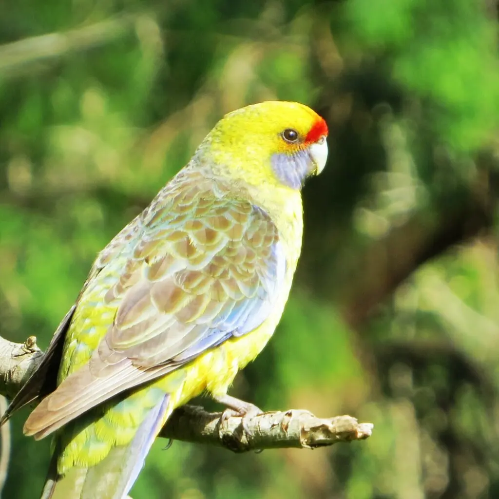 绿背玫瑰鹦鹉(Platycercus caledonicus)