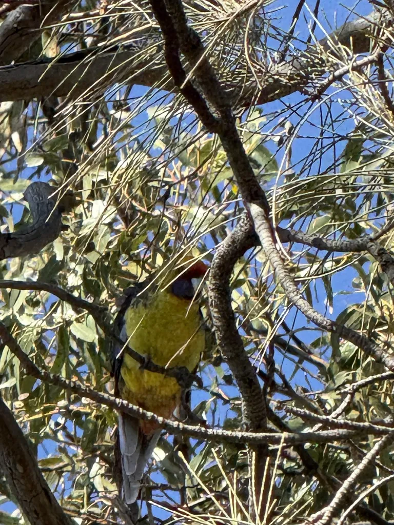 绿背玫瑰鹦鹉(Platycercus caledonicus)
