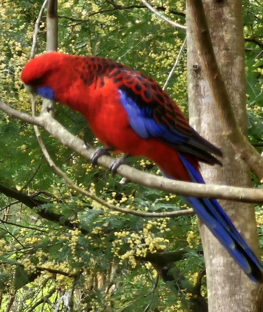 红玫瑰鹦鹉(Platycercus elegans)