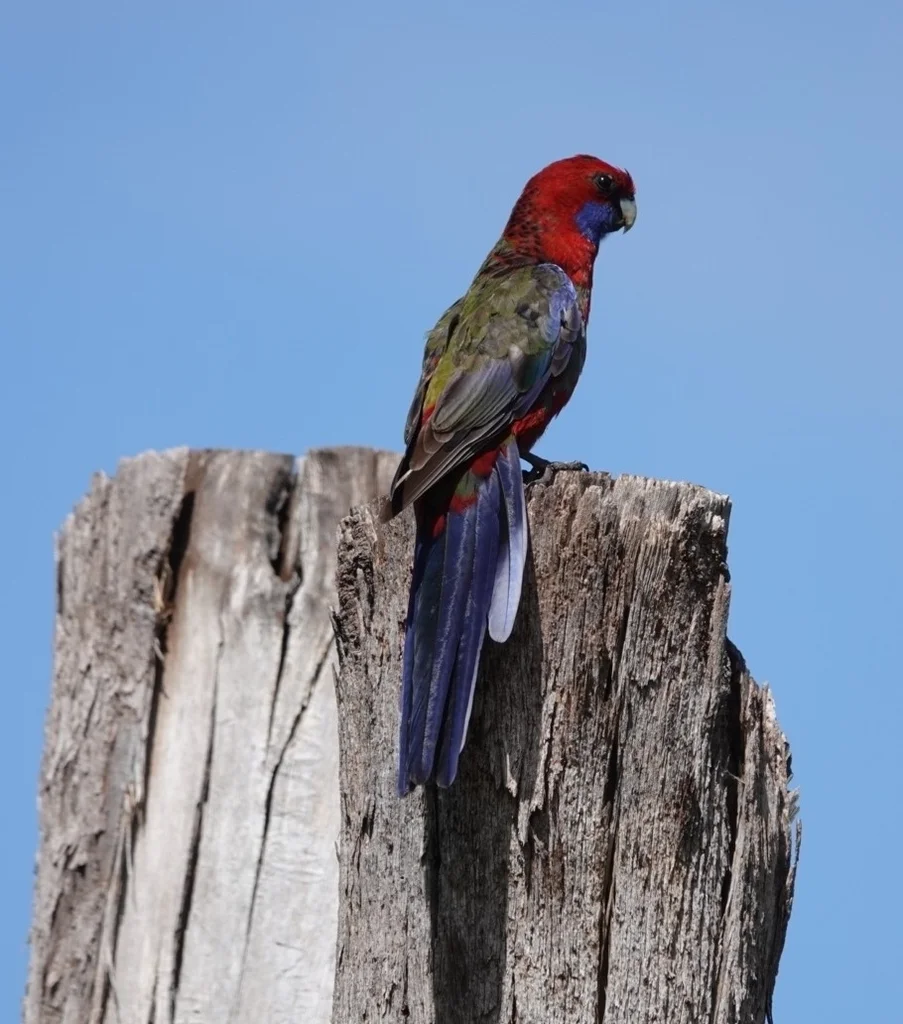 红玫瑰鹦鹉(Platycercus elegans)
