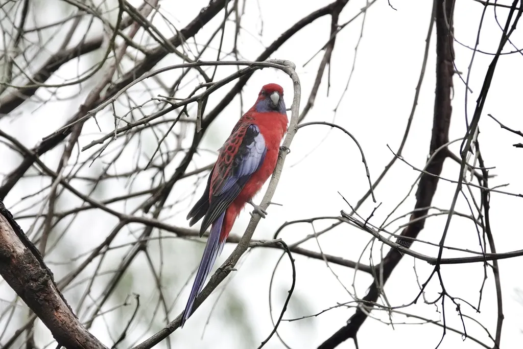 红玫瑰鹦鹉(Platycercus elegans)