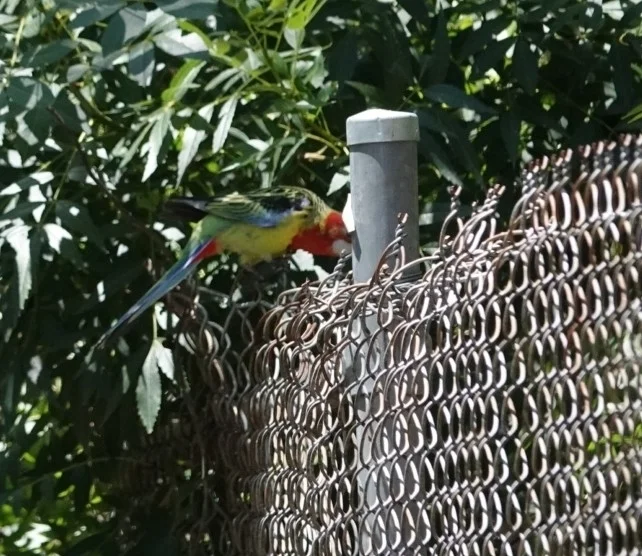 东澳玫瑰鹦鹉(Platycercus eximius)