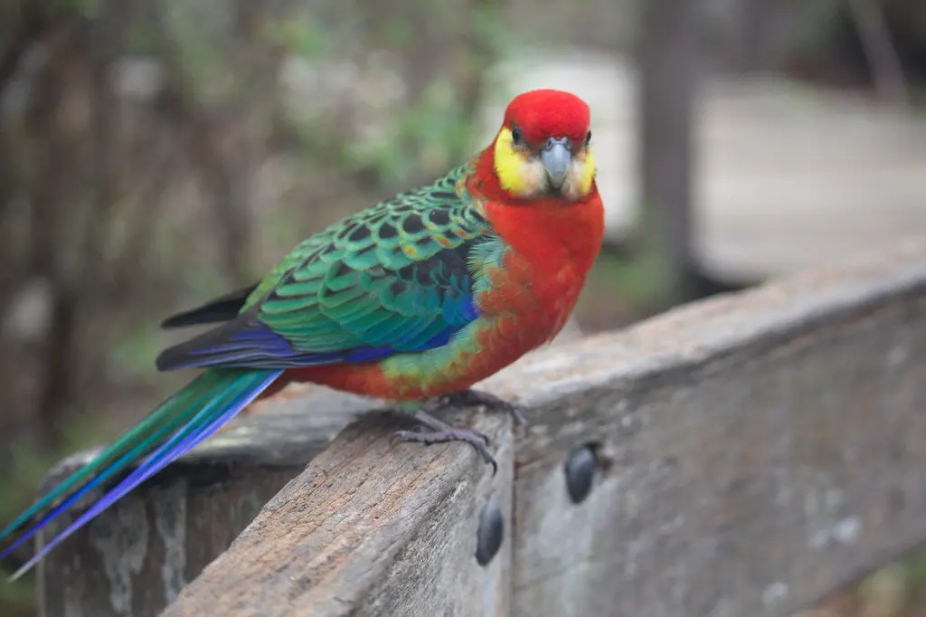 西澳玫瑰鹦鹉(Platycercus icterotis)