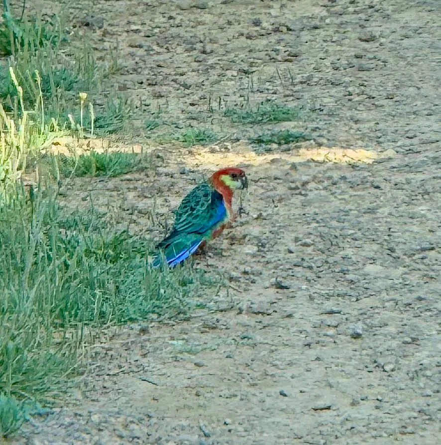 西澳玫瑰鹦鹉(Platycercus icterotis)