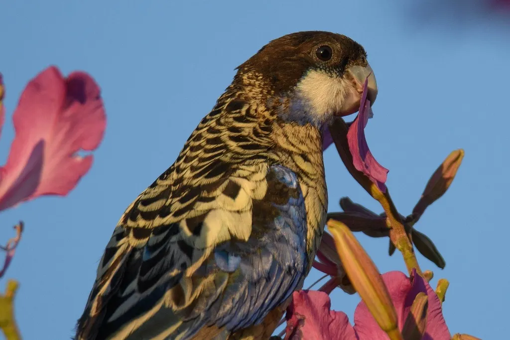 北澳玫瑰鹦鹉(Platycercus venustus)