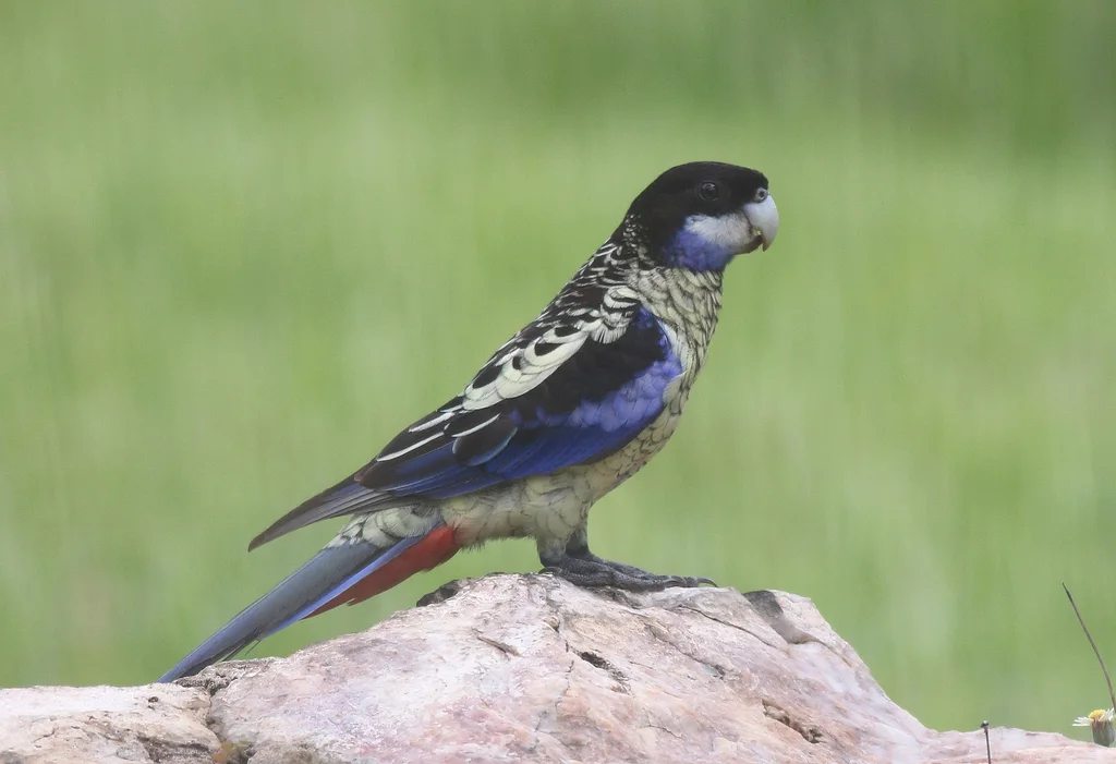 北澳玫瑰鹦鹉(Platycercus venustus)
