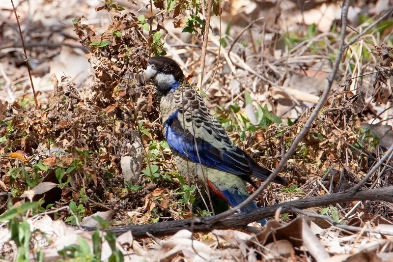 北澳玫瑰鹦鹉(Platycercus venustus)