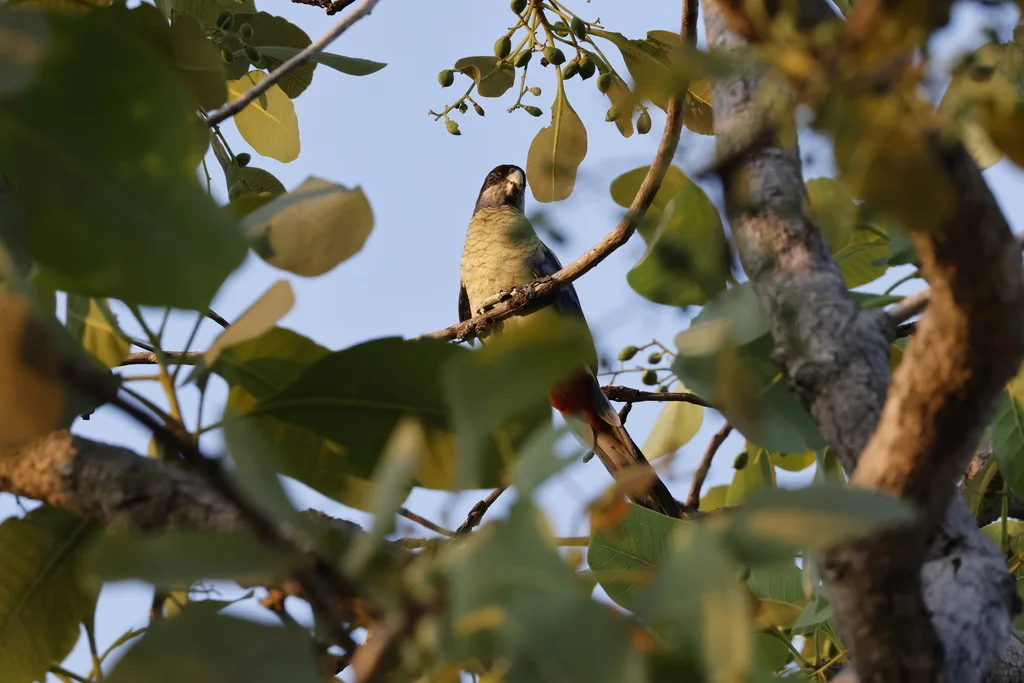 北澳玫瑰鹦鹉(Platycercus venustus)