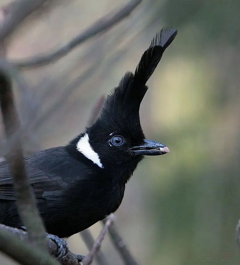 冠鸦(Platylophus galericulatus)