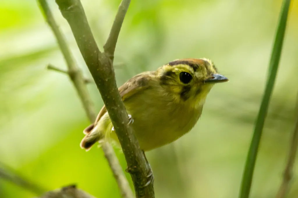 金冠铲嘴雀(Platyrinchus coronatus)