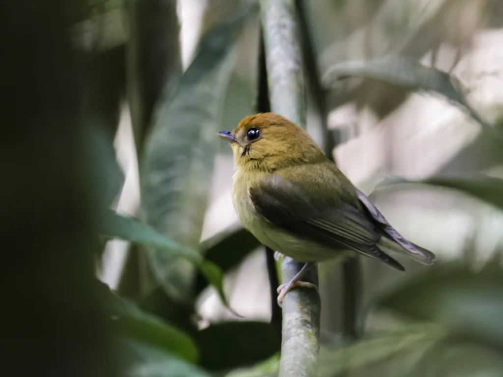 黄喉铲嘴雀(Platyrinchus flavigularis)
