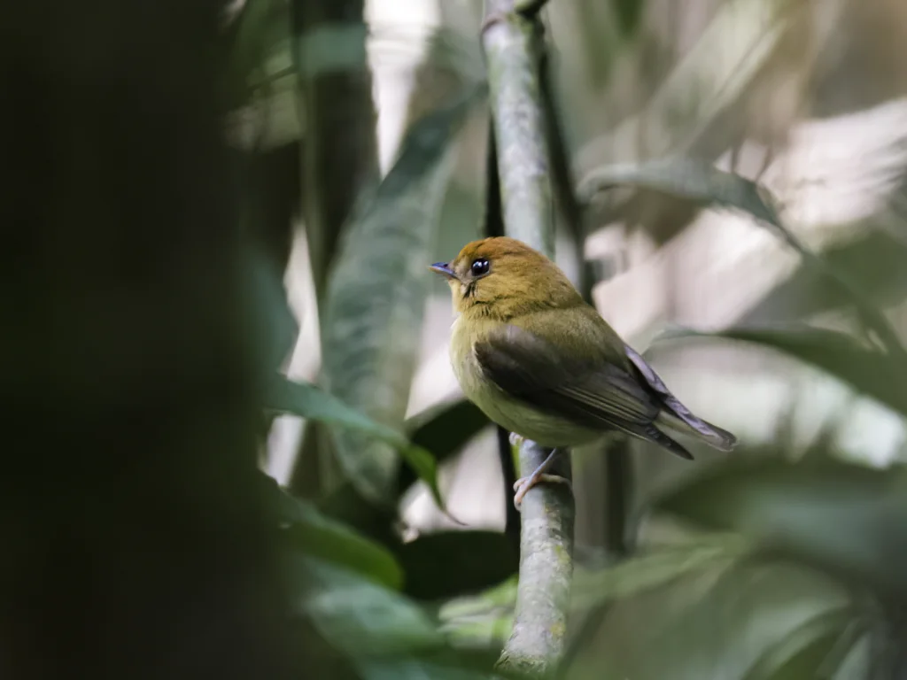 黄喉铲嘴雀(Platyrinchus flavigularis)