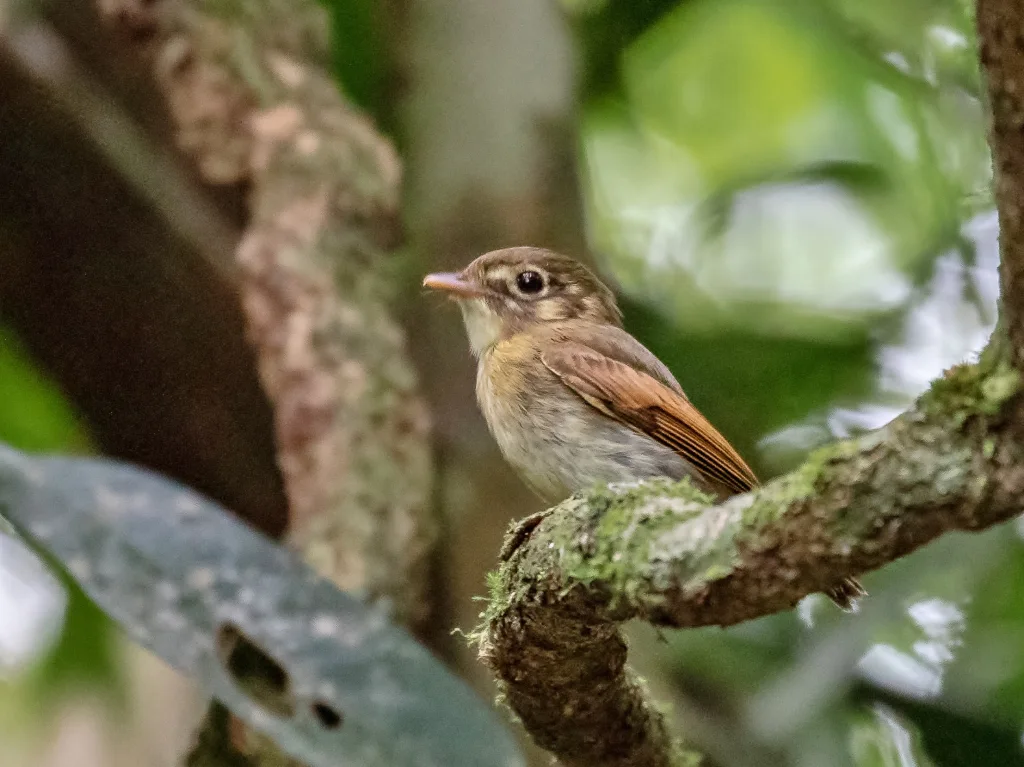 黄褐翅铲嘴雀(Platyrinchus leucoryphus)