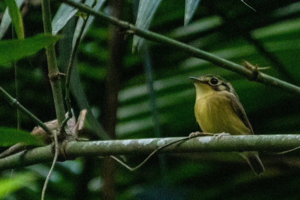 白喉铲嘴雀(Platyrinchus mystaceus)