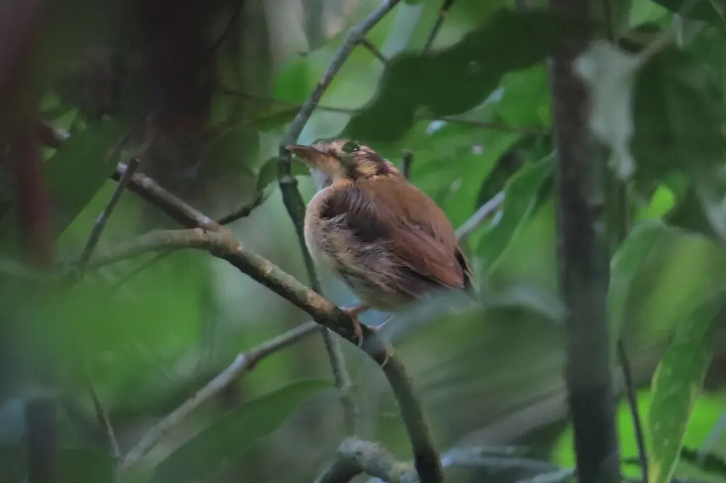白喉铲嘴雀(Platyrinchus mystaceus)