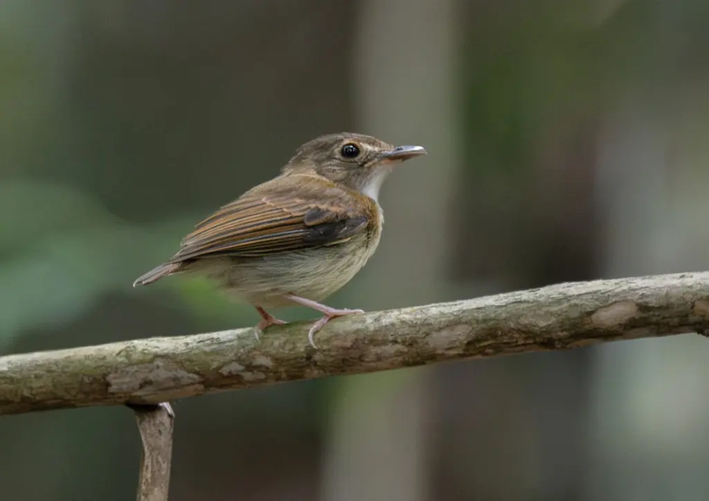 桂红冠铲嘴雀（Platyrinchus saturatus）