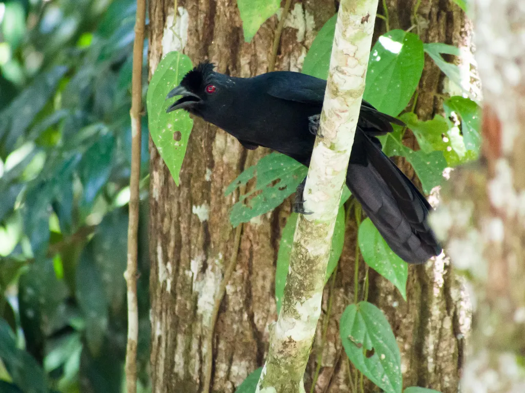 白翅鹊(Platysmurus leucopterus)