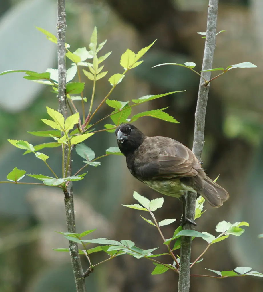 植食树雀(Platyspiza crassirostris)