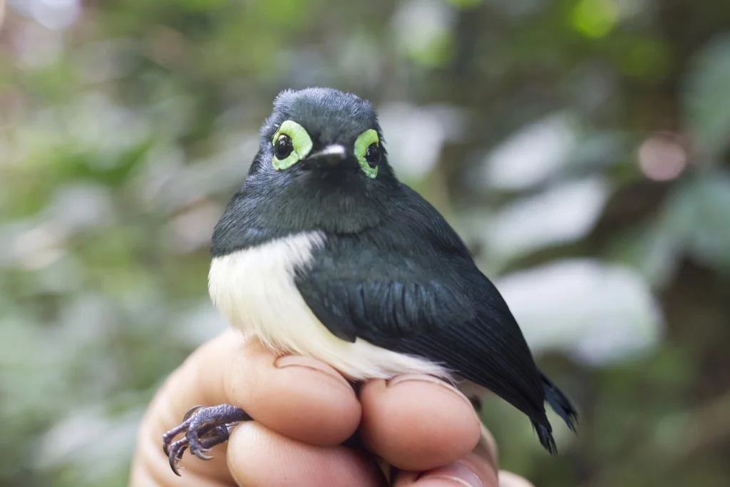 瑞氏疣眼鹟(Platysteira chalybea)