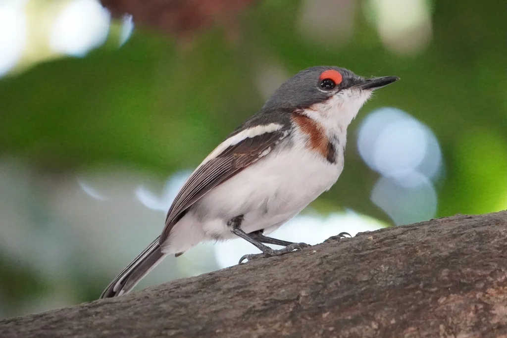 褐喉疣眼鹟(Platysteira cyanea)