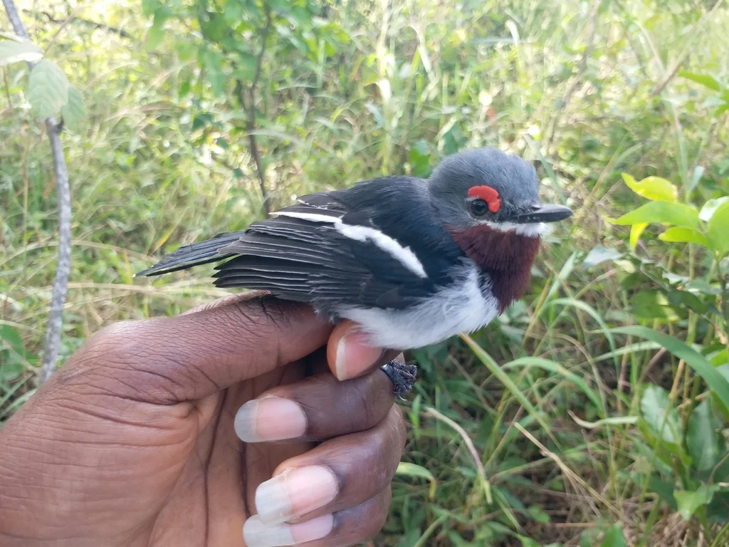 褐喉疣眼鹟(Platysteira cyanea)