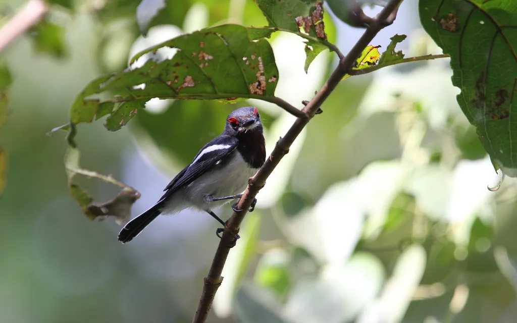 褐喉疣眼鹟(Platysteira cyanea)