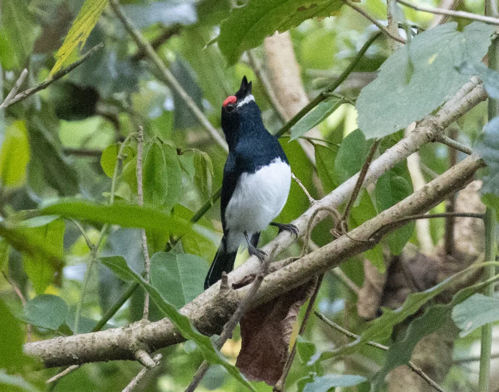 巴门疣眼鹟(Platysteira laticincta)