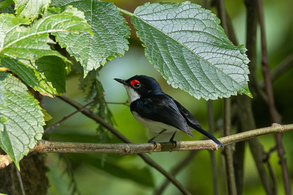 黑喉疣眼鹟(Platysteira peltata)