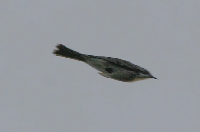 纵纹吸蜜鸟(Plectorhyncha lanceolata)