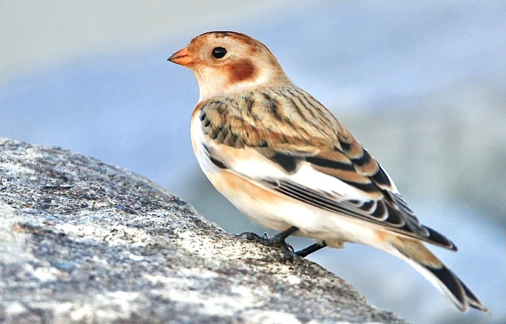 雪鹀(Plectrophenax nivalis)