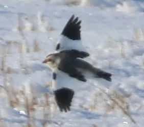 雪鹀(Plectrophenax nivalis)
