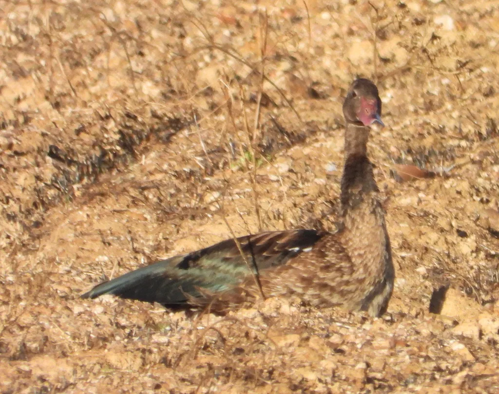距翅雁(Plectropterus gambensis)