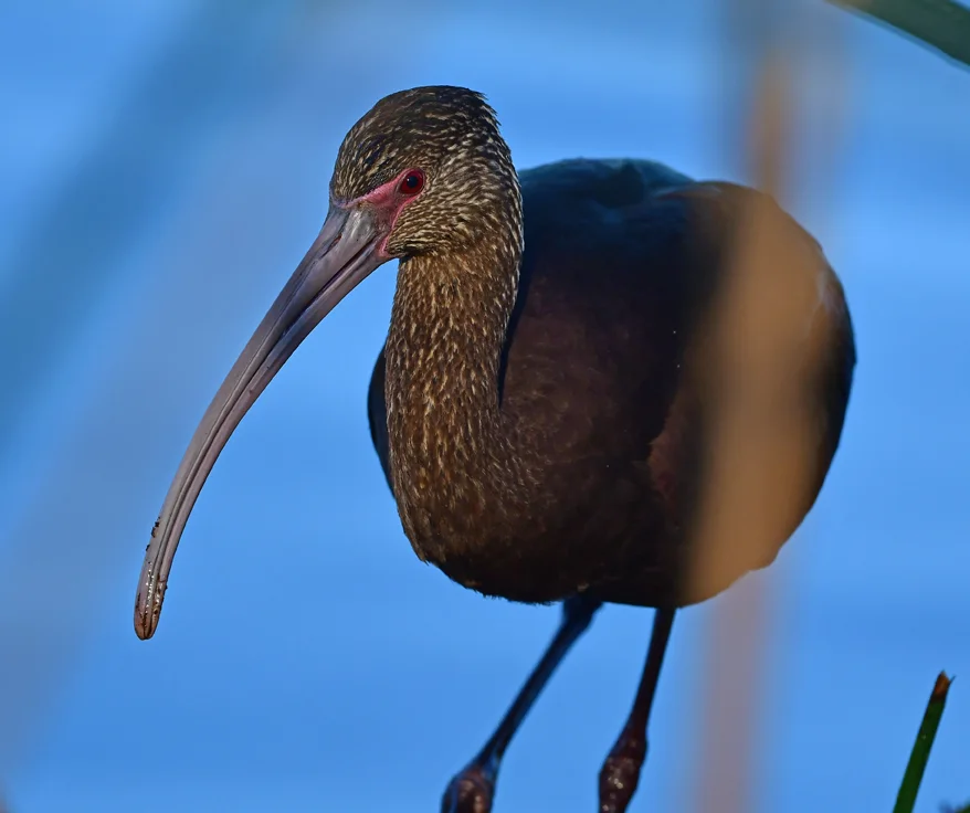 白脸彩鹮(Plegadis chihi)