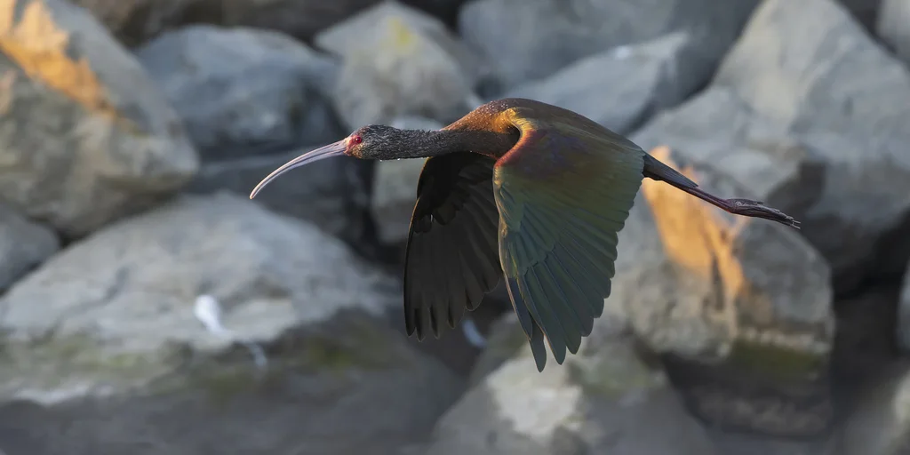 白脸彩鹮(Plegadis chihi)