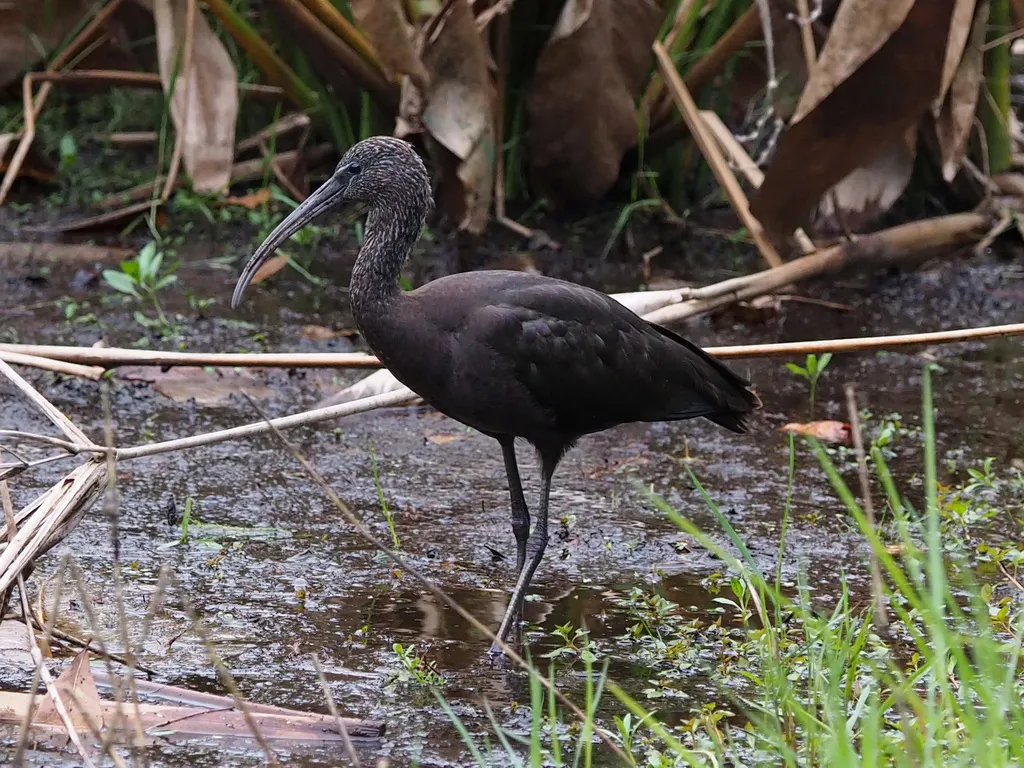 彩鹮(Plegadis falcinellus)