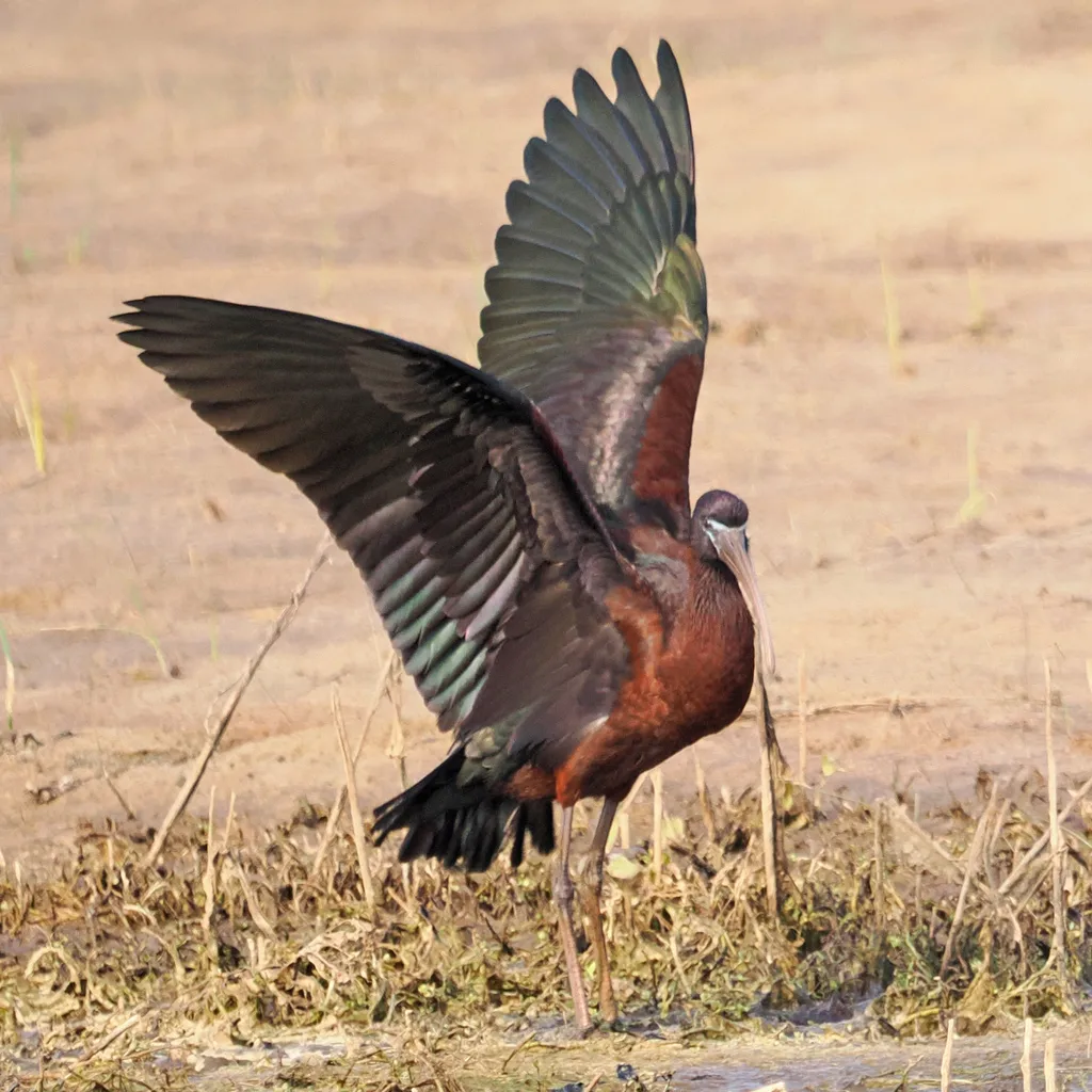 彩鹮(Plegadis falcinellus)
