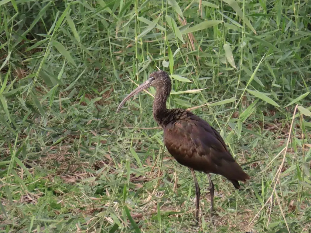 彩鹮(Plegadis falcinellus)