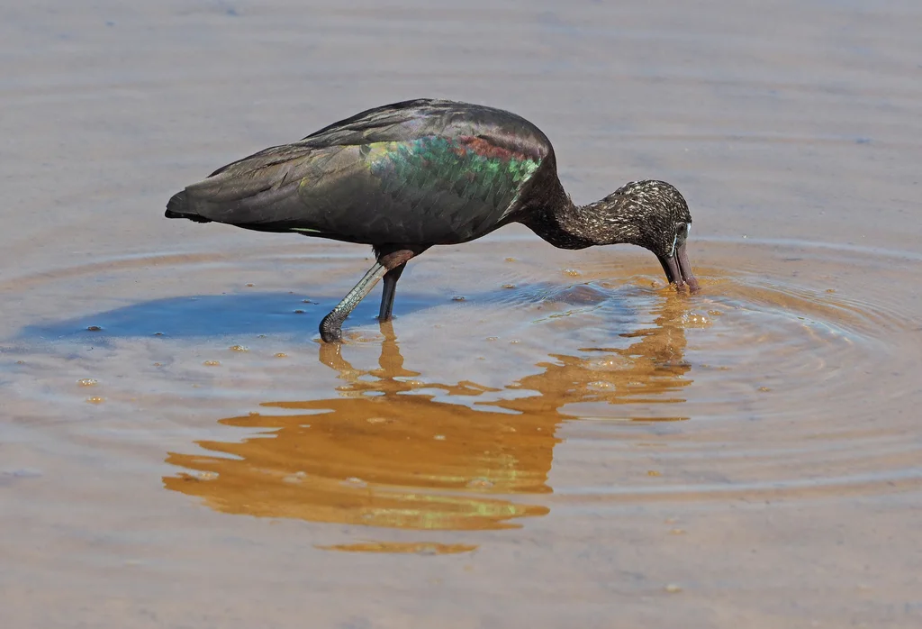 彩鹮(Plegadis falcinellus)