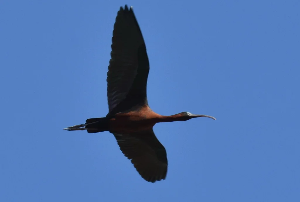彩鹮(Plegadis falcinellus)