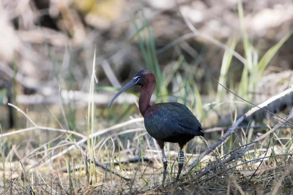 彩鹮(Plegadis falcinellus)