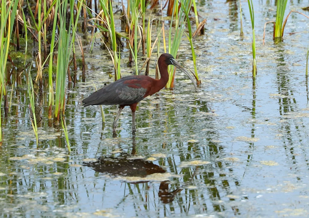 彩鹮(Plegadis falcinellus)