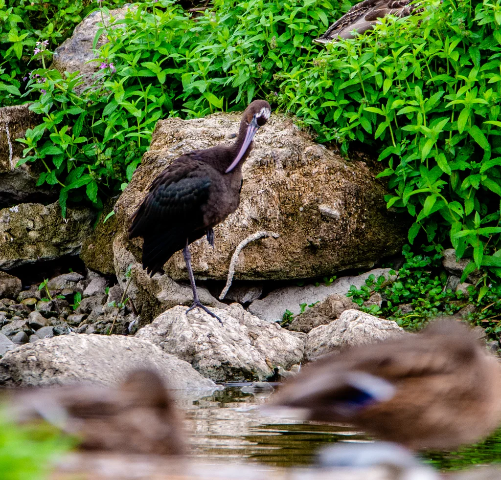彩鹮(Plegadis falcinellus)