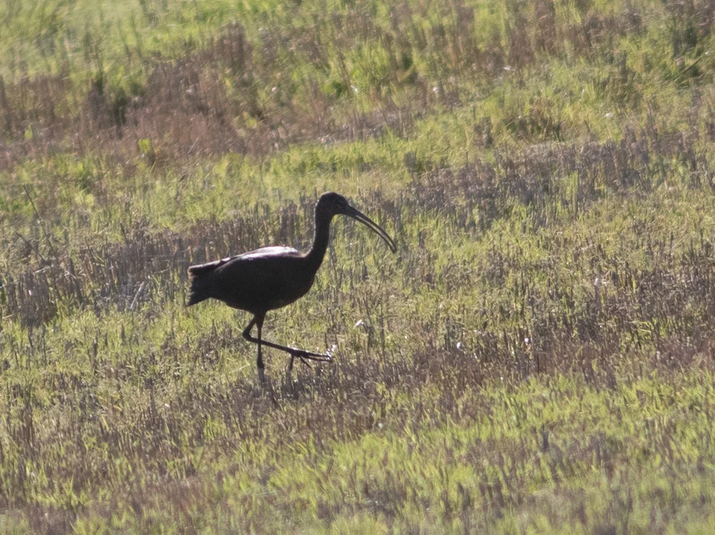 彩鹮(Plegadis falcinellus)